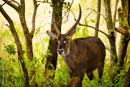 close-up photo of male common waterbuck stands very close to the camera against the backdrop of trees, looking into the camera in national african park. © Elena