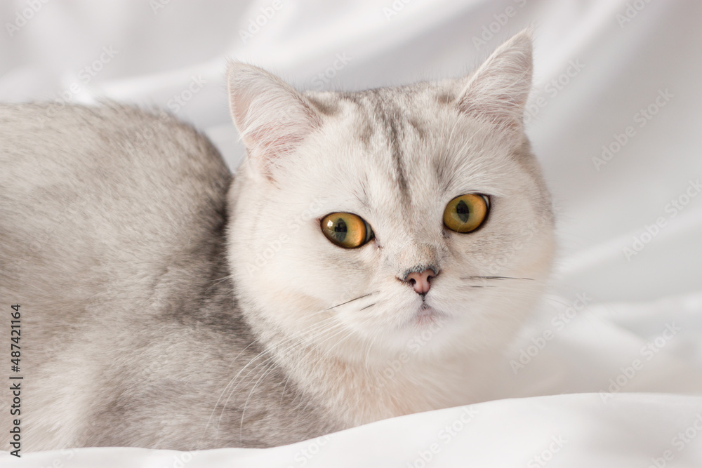 the cat is lying on a white blanket