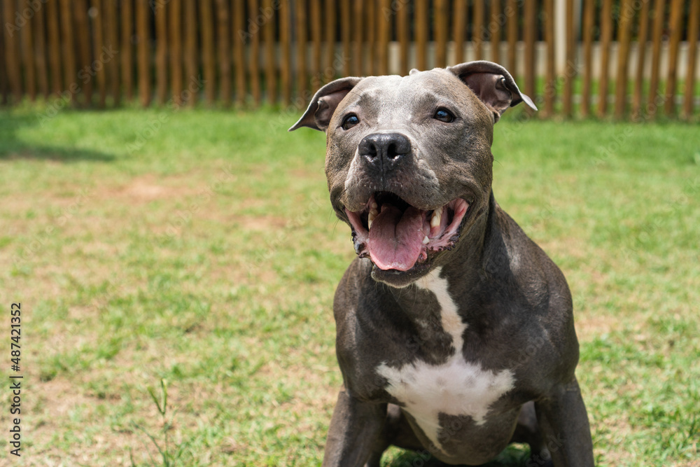 Pit bull dog playing in the park. Green grass and wooden stakes all around. Selective focus