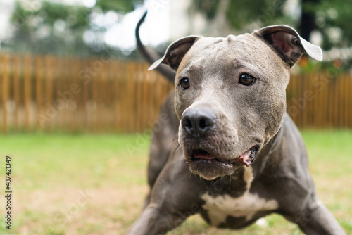 Pit bull dog playing in the park. Green grass and wooden stakes all around. Selective focus