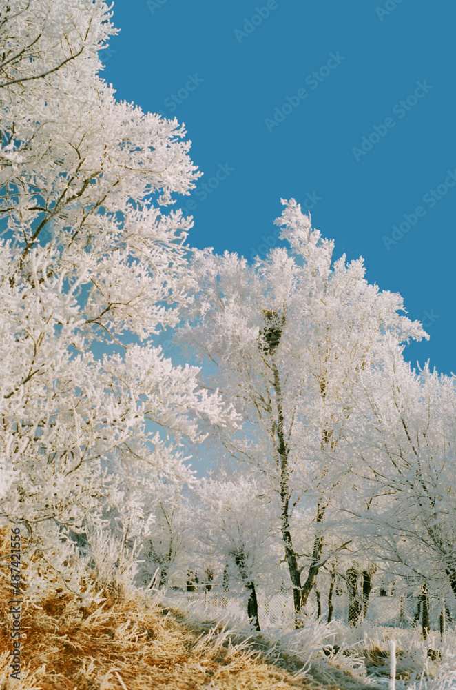 Beautiful snow-covered trees against a clear blue sky.