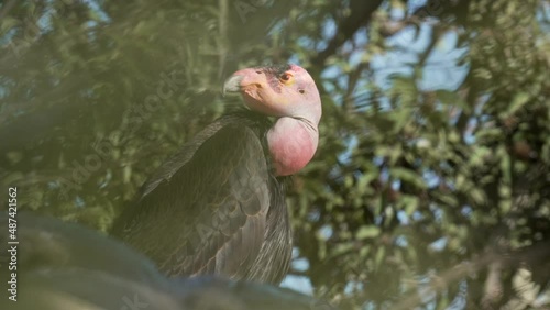 This video shows a rare California condor perched in a tree, with leaves blowing in the background. photo