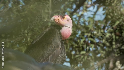 This video shows a rare California condor perched in a tree, with leaves blowing in the background.