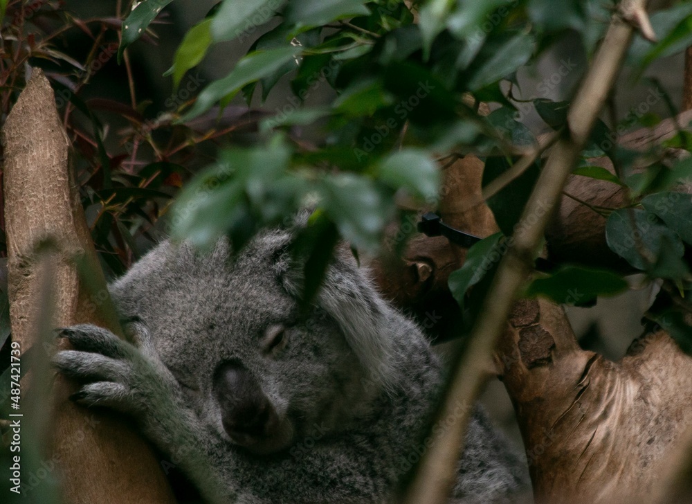 Fototapeta premium Sleeping Koala