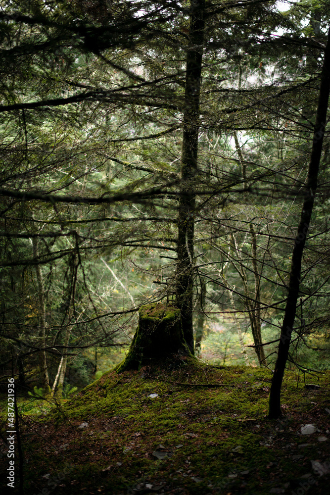 Fototapeta premium Aulon, Hautes-Pyrénées, France, octobre 2019