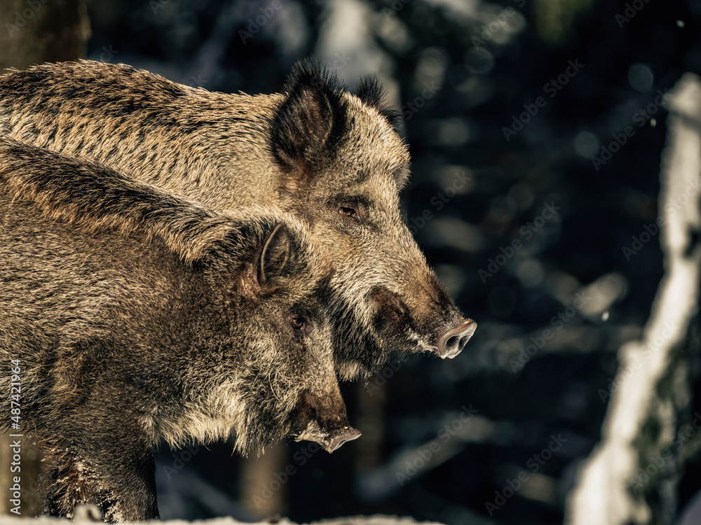 wild boar in the woods wild boar in the woods