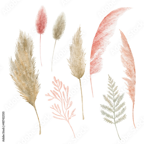 Watercolor set of beige and pink pampas grass. Boho style. Troical plants for bouquets making.