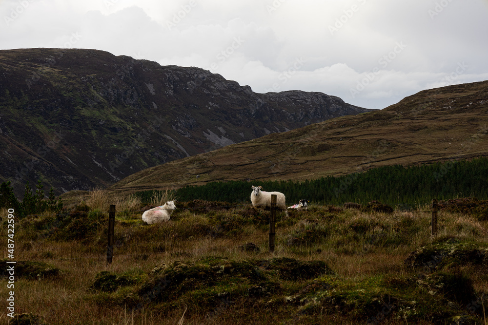 Fototapeta premium sheep in the mountains