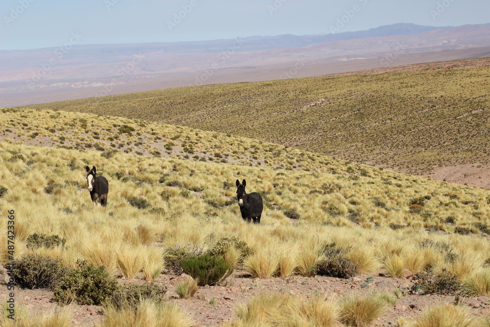 Fototapeta premium Burro selvagem Deserto do Atacama paisagens texturas cores flamingos