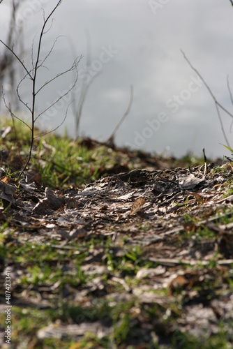 Beautiful nature photo