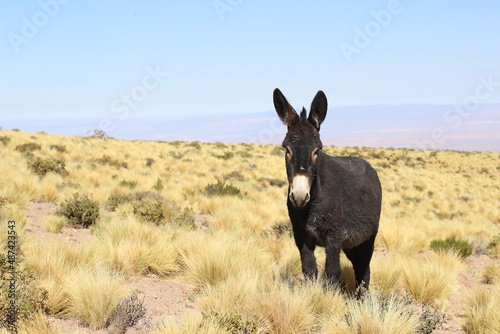 Photos Burro selvagem Deserto do Atacama paisagens texturas cores flamingos