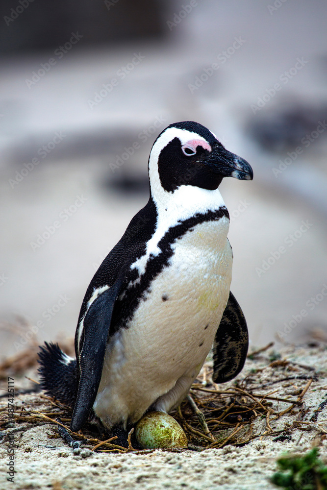 Fototapeta premium Penguin on a nest close-up in South Africa.