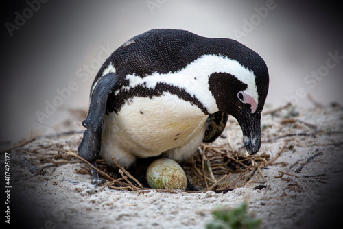 Penguin on a nest close-up in South Africa.