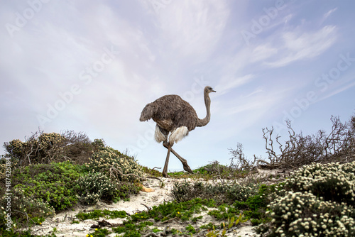 A Wild Ostrich at the Cape of Good Hope, Table Mountain National Park, Cape Peninsula, South Africa