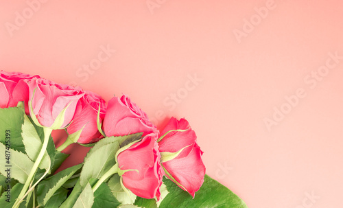 Red rose on a pink background