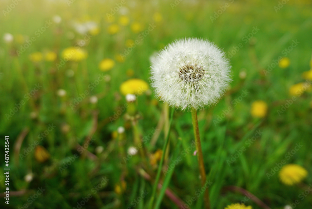 dandelion white on a green background