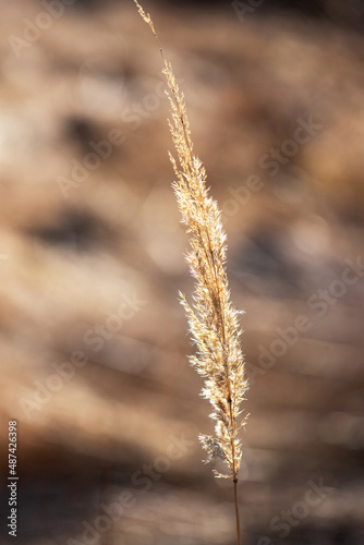 Dry grass flower in the meadow. The background is nice bokeh.