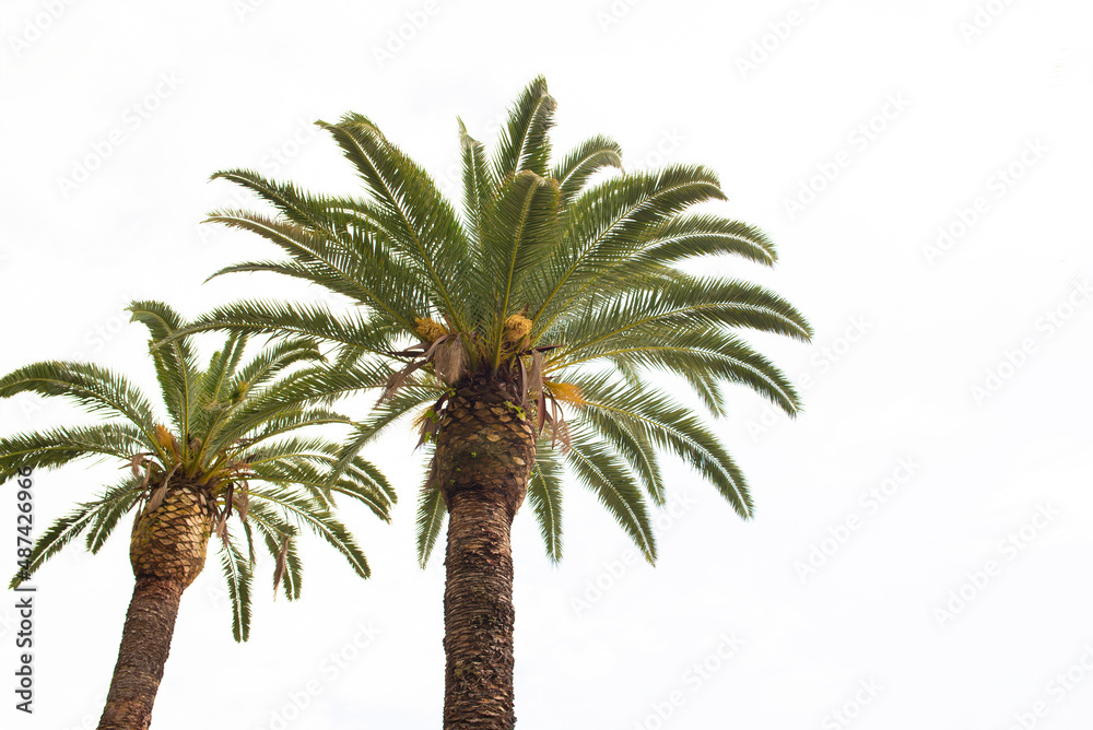 Obraz premium green palm trees in summer, bottom view in summer