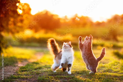 cute fluffy cat friends catch a flying butterfly with their paws on a sunny s...