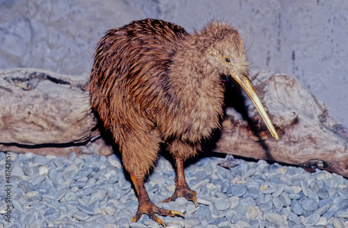 Kiwi (bird) photo