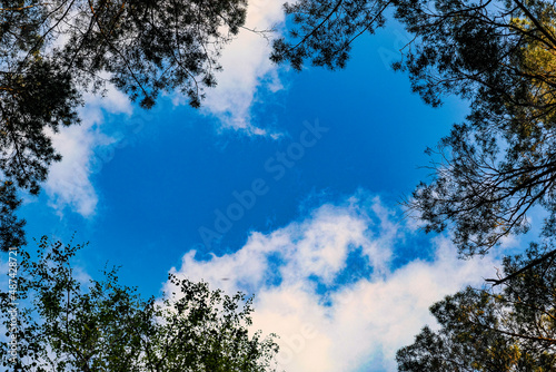 View to the sky from a frame of the  treetops