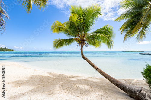 Hanging palm tree on the beach