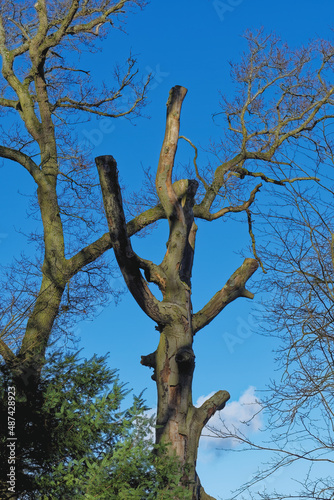 A tree trunk with sawn-off boughs in the thickets of the park.