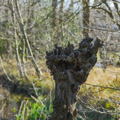 The remains of a dried tree.