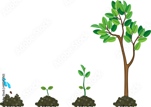 Life cycle of tree: from seed to large green tree. Stages of growth isolated on white background