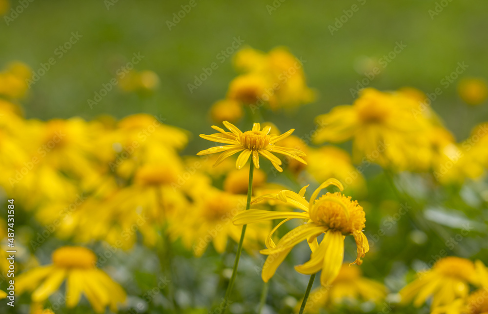 Yellow flower, close up, green background, cute blossom. Yellow flower, close up, green background, cute blossom.