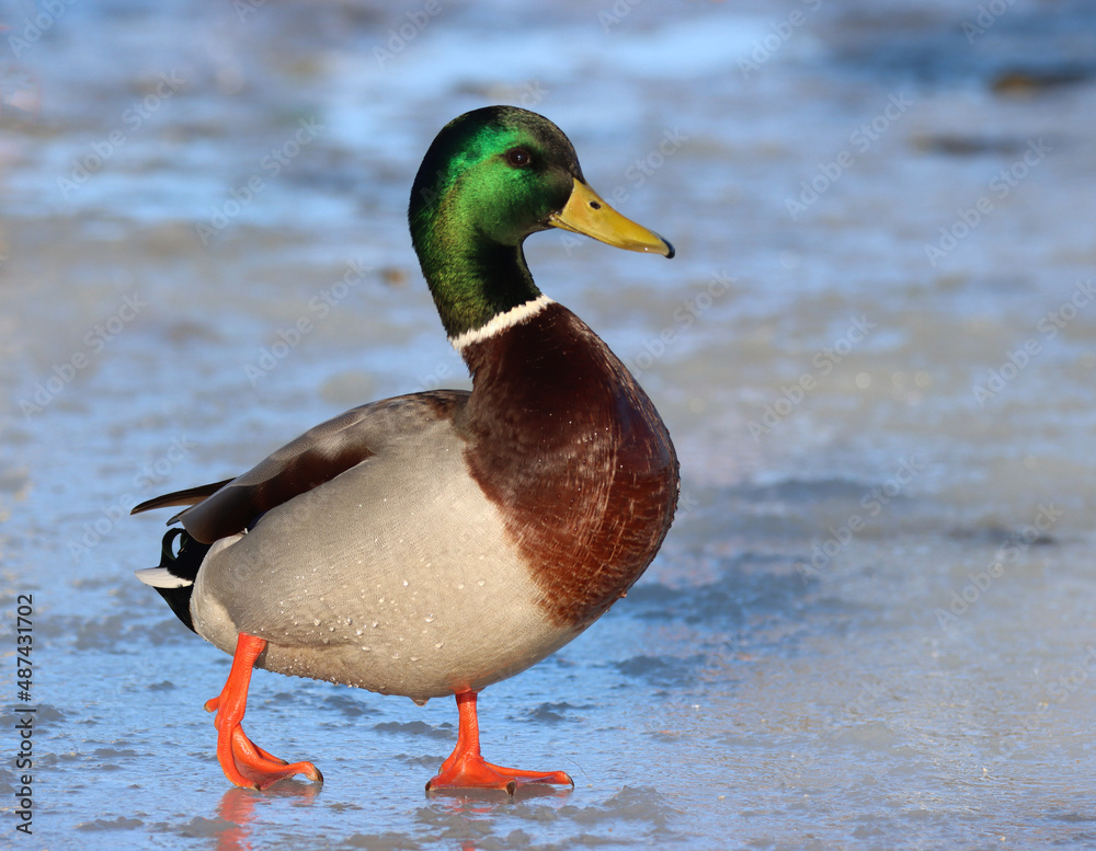 Fototapeta premium mallard