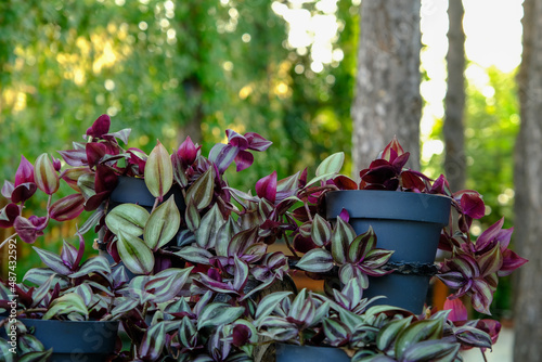 The Tradescantia zebrina in black flowerpot. Leaves is color purple. photo