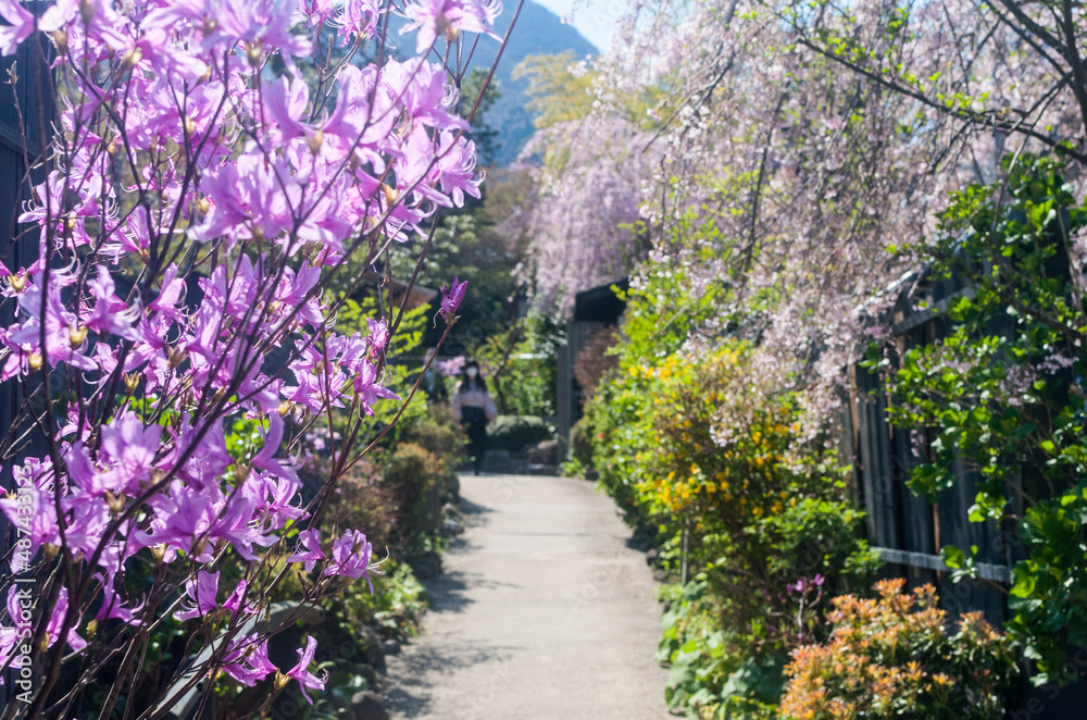 Beautiful Japanese Garden with spring flowers, a girl walking in park, Hakone, Japan, April 2018.