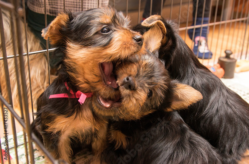 Obraz na plátně Little Australian Silky Terrier puppies play, fight and bite.