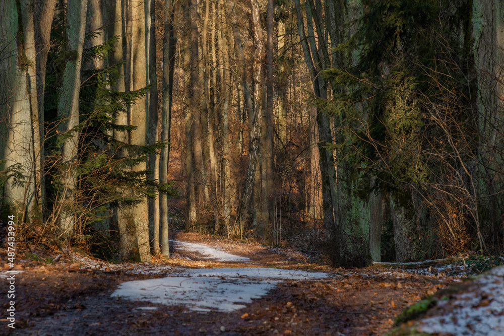 Fototapeta premium Path near Javorice hill in winter forest