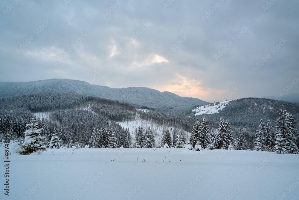 Winter landscape with spruse trees of snow covered forest in cold mountains