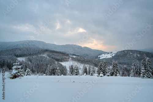 Winter landscape with spruse trees of snow covered forest in cold mountains © bilanol