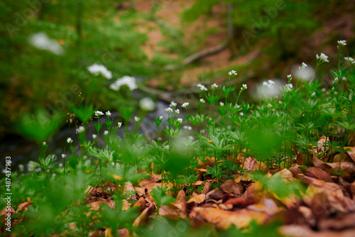 Białe wiosenne kwiatki na brzegu leśnej rzeki. Rozmyte tło, bokeh.