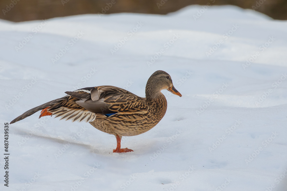 Mallard Hen Relaxes on a Snowbank in Winter Mallard Hen Relaxes on a Snowbank in Winter