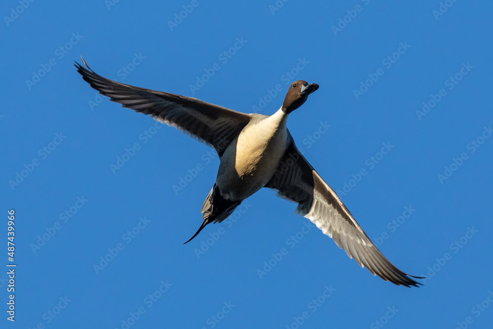 Handsome Drake Pintail Duck on a Bluebird Winter Day Handsome Drake Pintail Duck on a Bluebird Winter Day