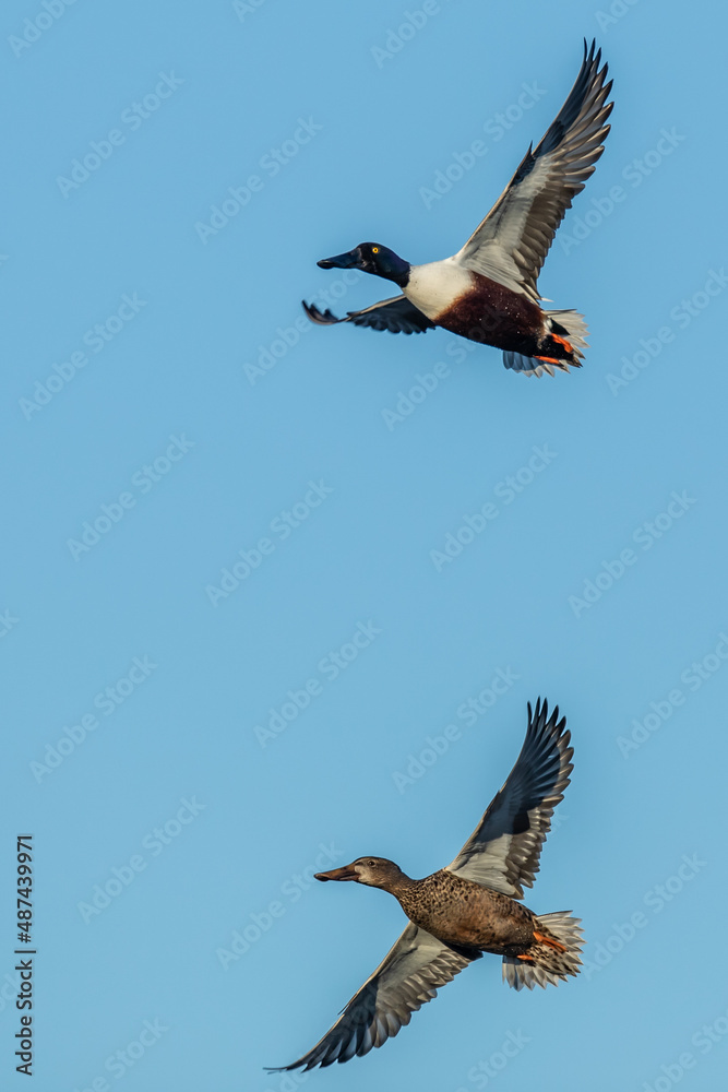 Fototapeta premium Pair of Northern Shovelers in Flight on a Bluebird Day