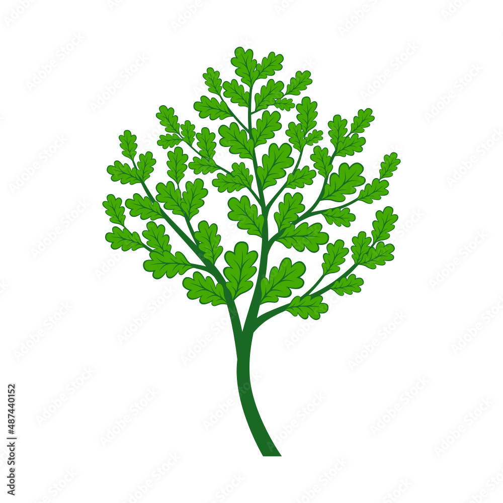 Sapling of an oak tree with green leaves