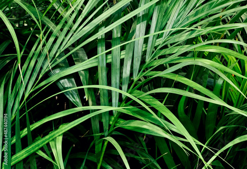 Сlose up of palm leaves