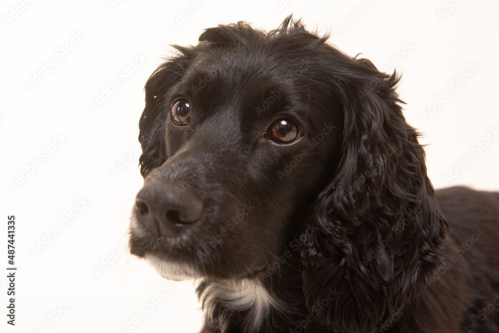 English cocker black dog portrait English cocker black dog portrait