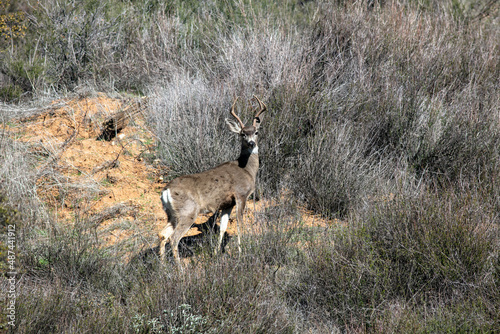 A Buck Mule Deer in the Dry California Hills with a Large Rack of Antlers Standing on the Slope of a Hill