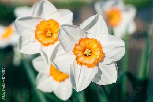 Принти на полотні Narcissus flowers close up