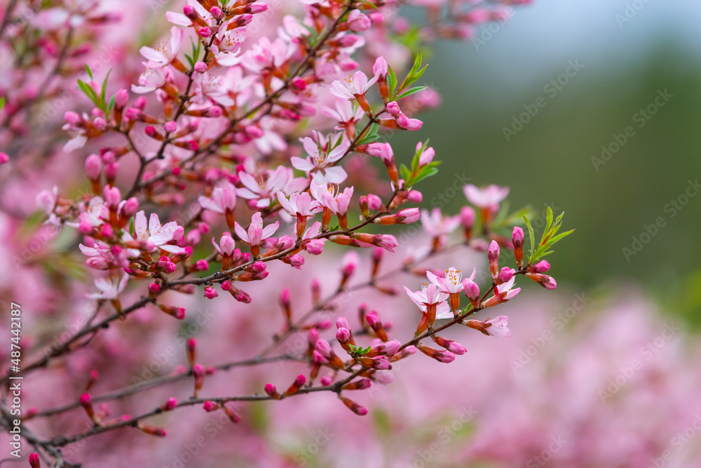 Prunus tenella blossoms close up. Nature floral background. Pink dwarf Russian almond flowers in spring. Seasonal wallpaper. Blossom tree branch Prunus tenella blossoms close up. Nature floral background. Pink dwarf Russian almond flowers in spring. Seasonal wallpaper. Blossom tree branch