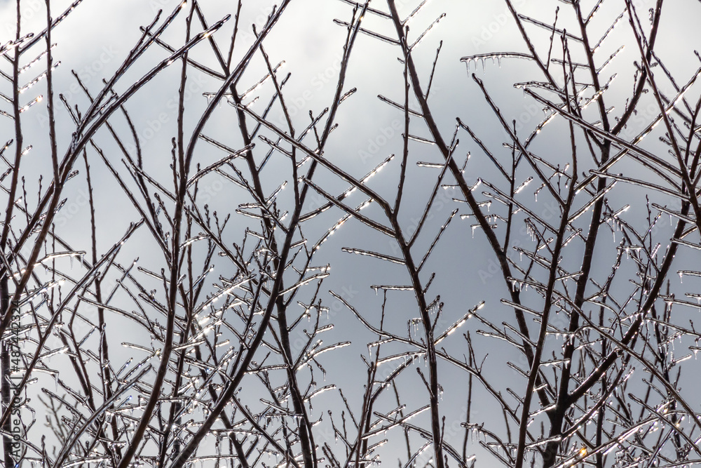 Fototapeta premium Beauty in nature during winter