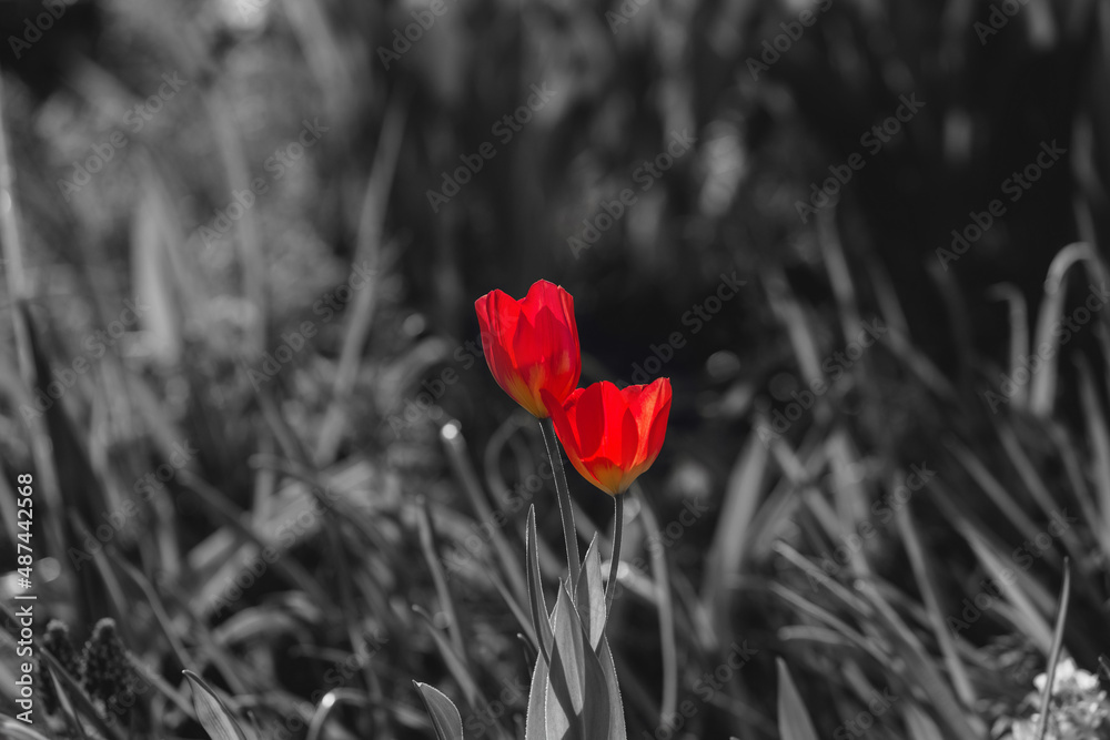 Obraz premium Two red tulips together on black and white background. Two flowers. Floral background for postcards, posters, banners. Delicate petals on a dark green background. Romantic wallpaper