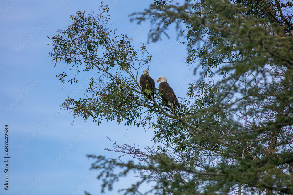 A Mated Pair of Bald Eagles Perched on a Common Branch Relaxing an Surveying their Area A Mated Pair of Bald Eagles Perched on a Common Branch Relaxing an Surveying their Area